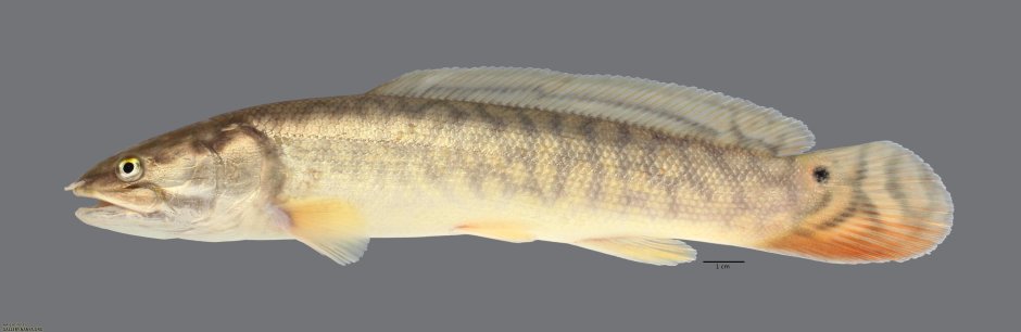 Налим на белом фоне