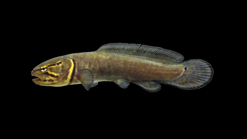 Икра боуфин