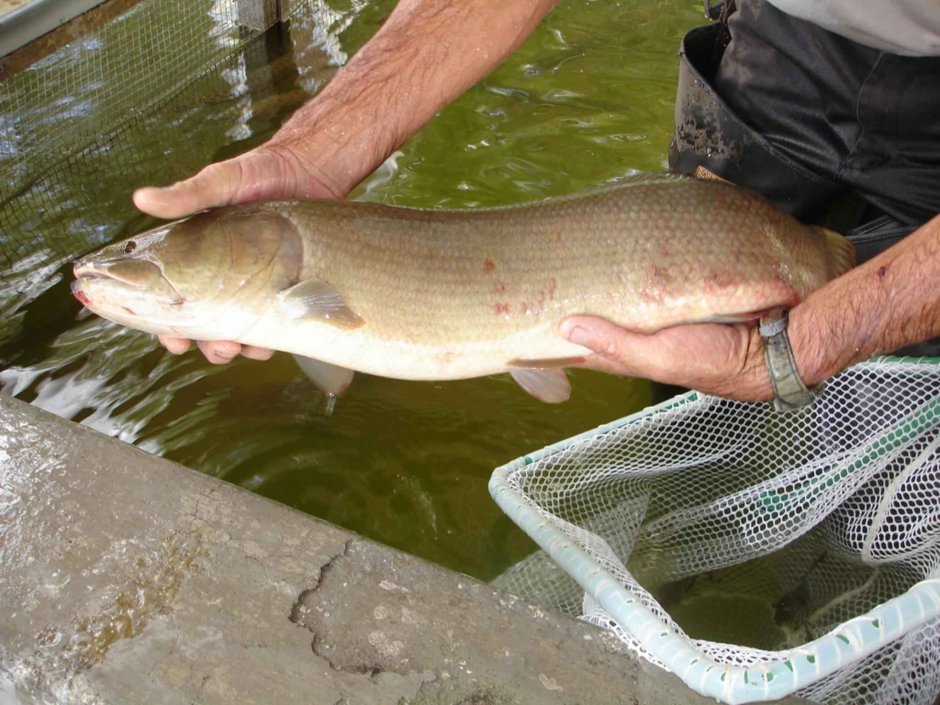 FRZ.Temp холодильник