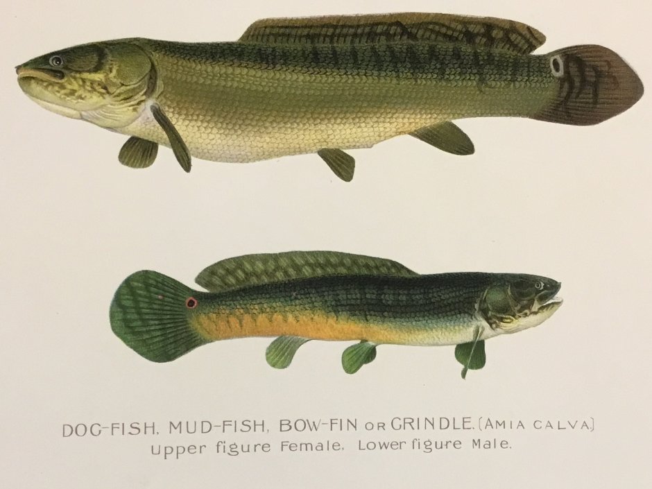 Боуфин рыба