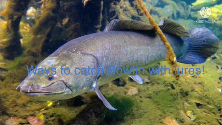 Bowfin Fish