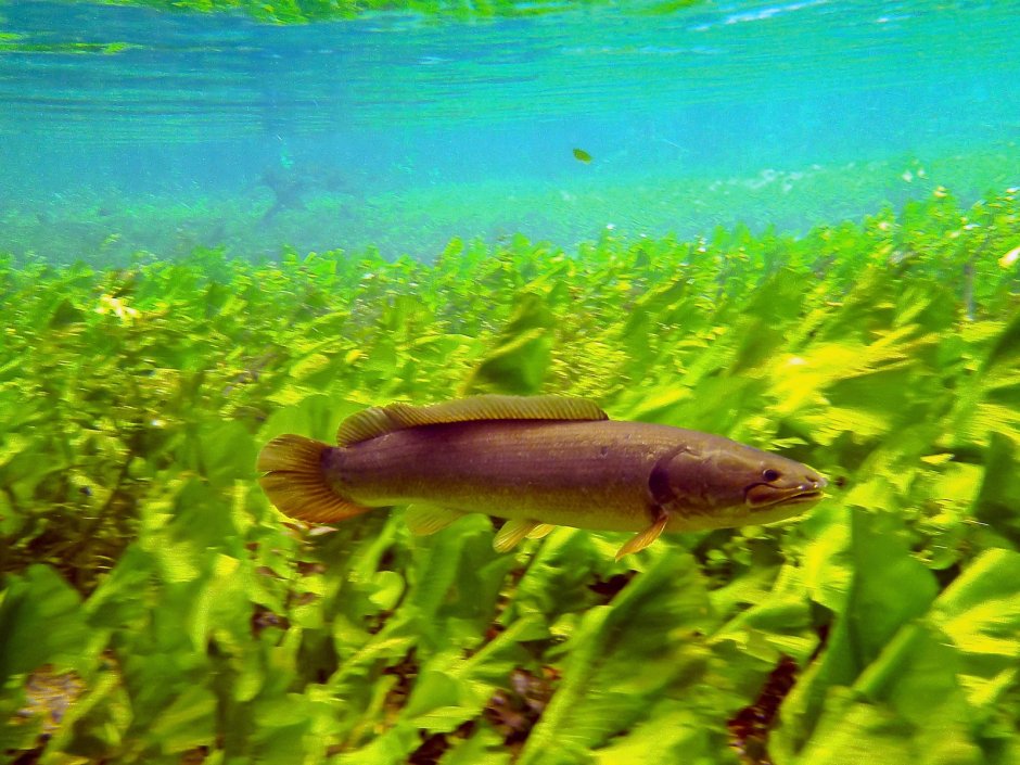 Змееголов Императорский малек