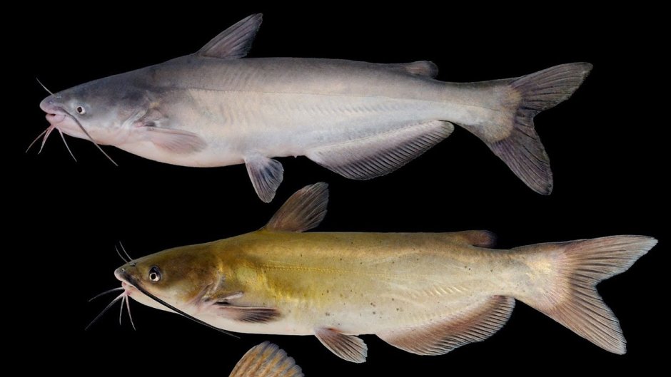 Ильная рыба