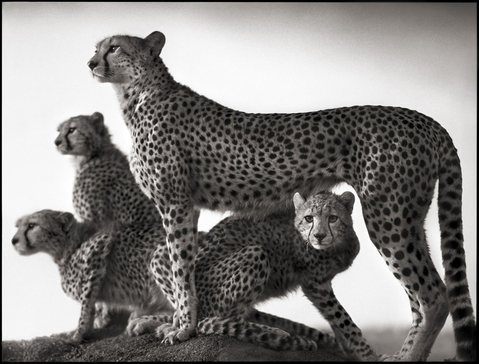 Ник Брандт Nick Brandt