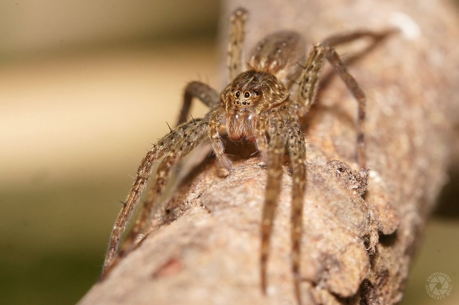 Cyclocosmia truncata паук Циклокосмия