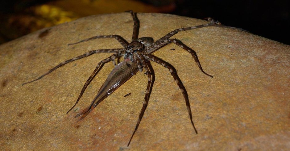 Phidippus Regius содержание