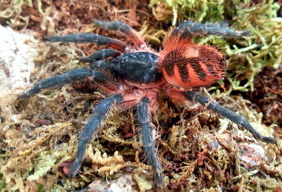 Синий птицеед Poecilotheria Metallica