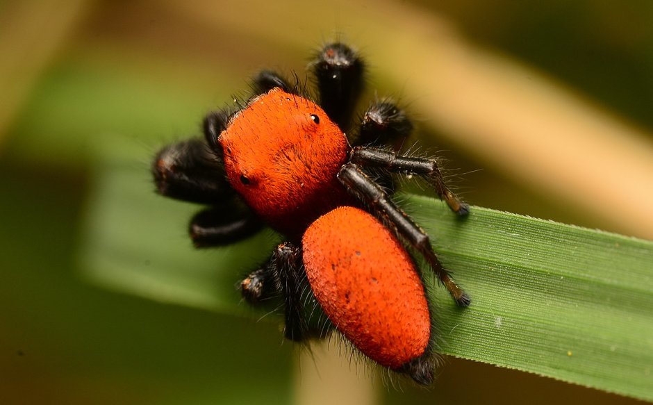 Паук птицеед Poecilotheria Metallica