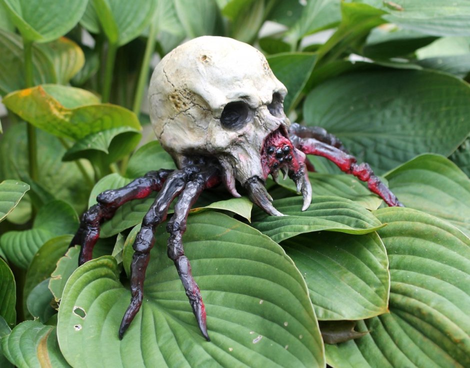 Королевский паук скакун