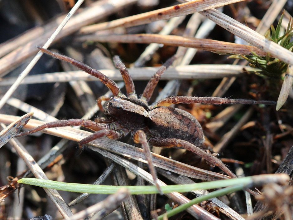 Alopecosa cuneata