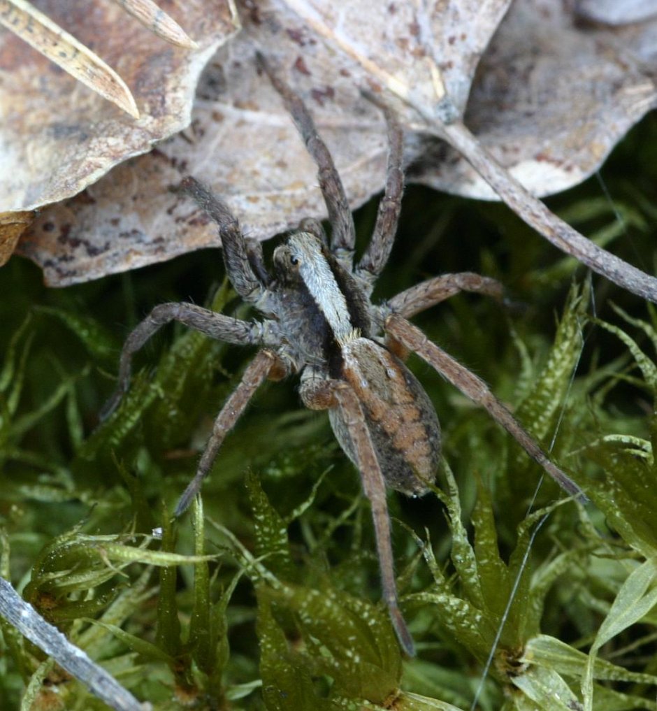 Acantholycosa altaiensis