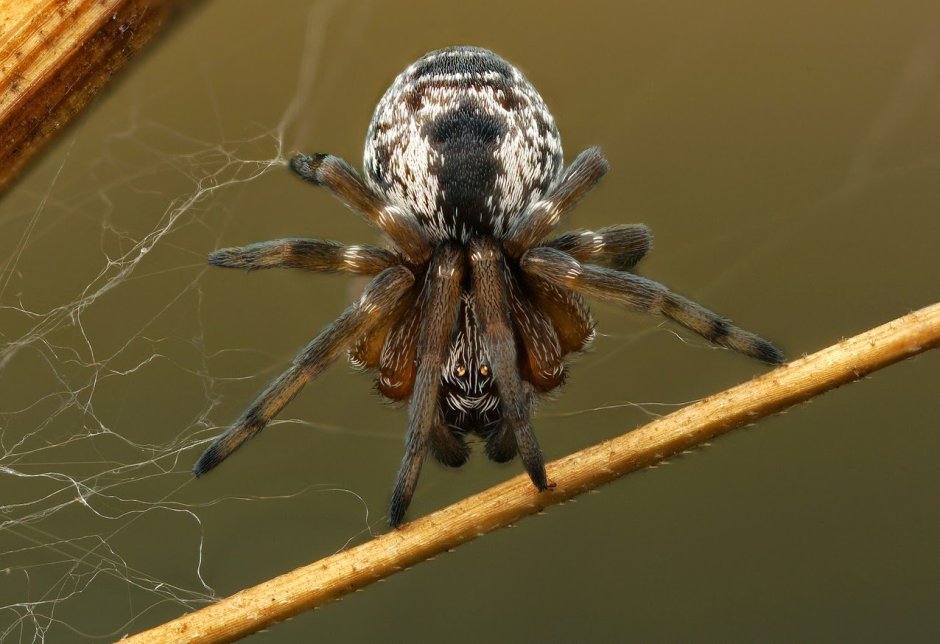 Alopecosa pulverulenta