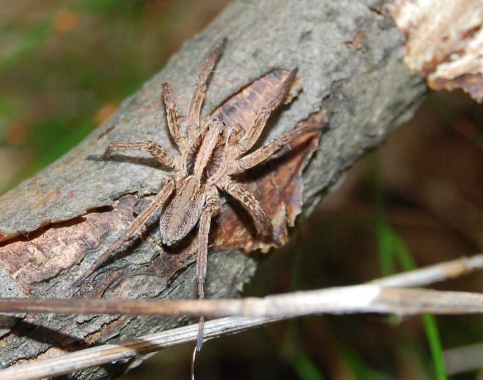 Alopecosa pinetorum