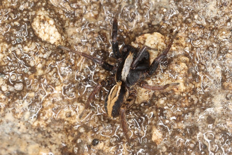 Deadly Spider