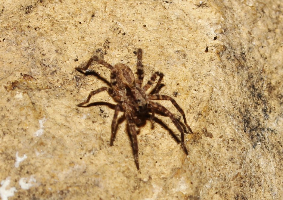 Chaetopelma karlamani