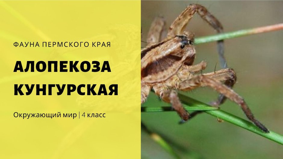 Паук Алопекоза Кунгурская