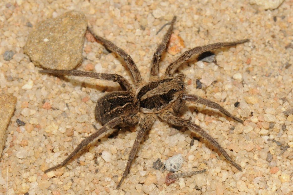 Huntsman Spider паук-охотник