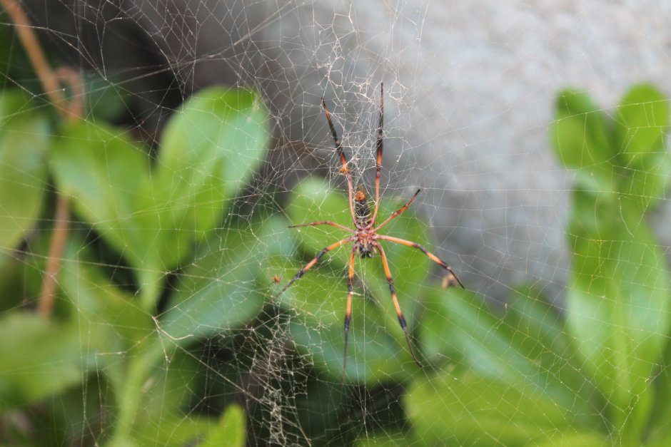 Dysderidae насколько он опасен для человека