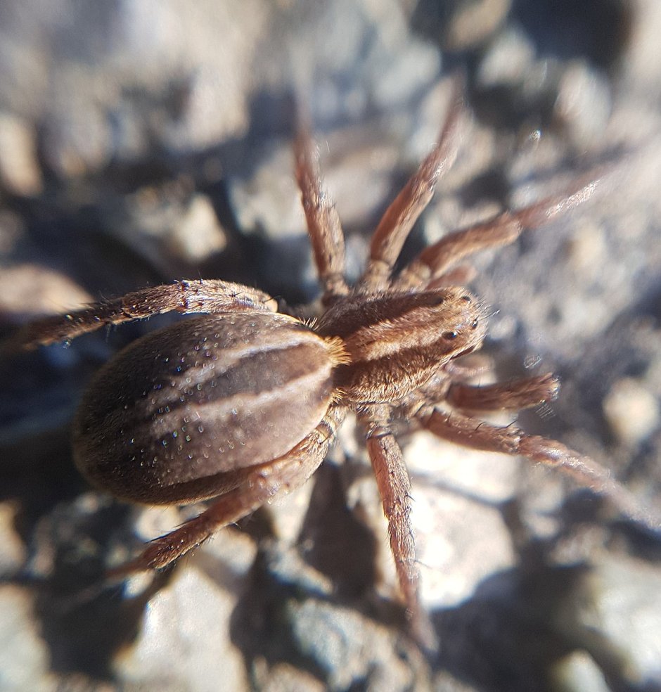Alopecosa trabalis