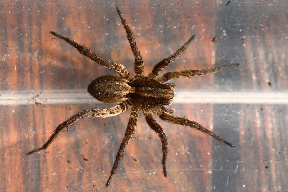 Паук Acantholycosa lignaria