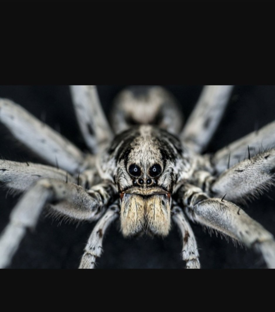 Alopecosa taeniopus