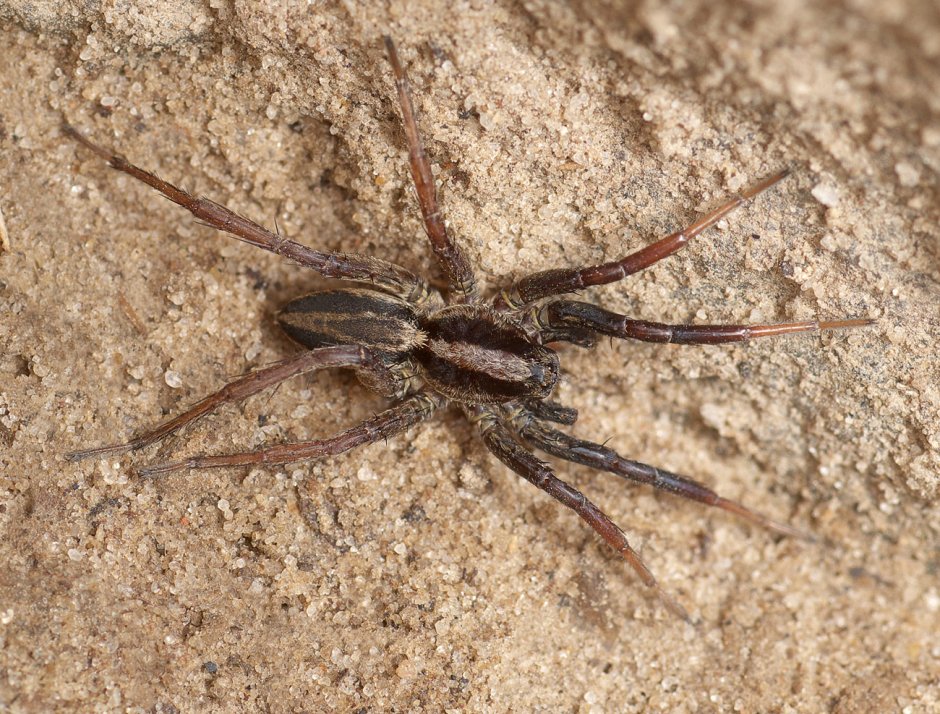 Alopecosa aculeata