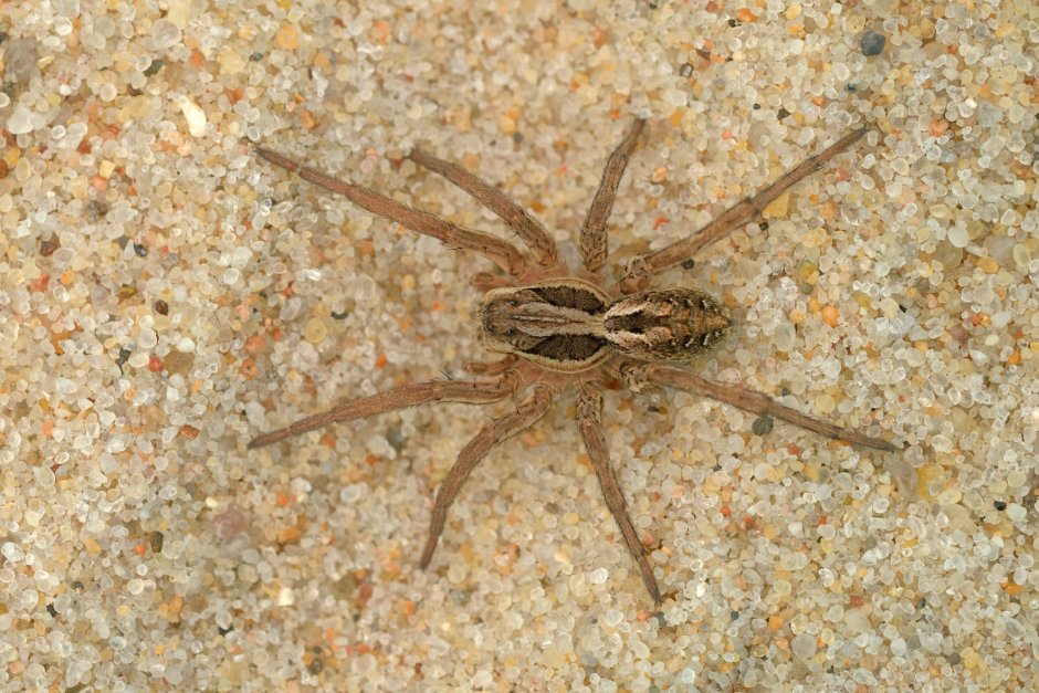 Lycosa Anclata