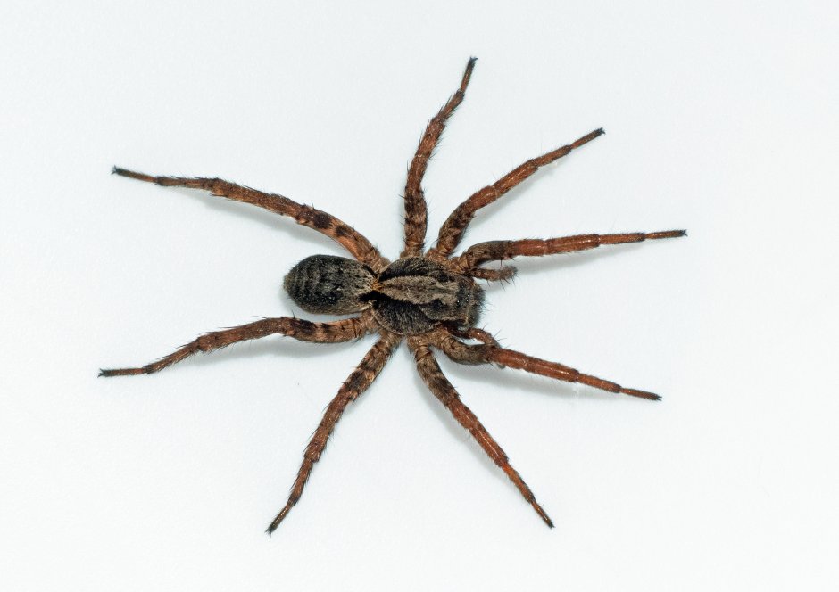 Паук Acantholycosa lignaria