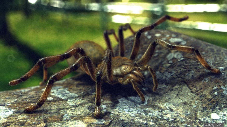 Nurscia albofasciata