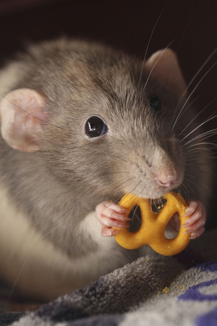 Милые крыски