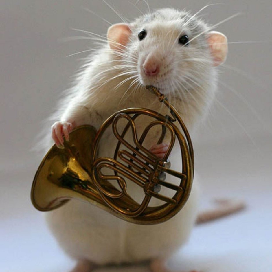 Крыски Эллен Ван Дилен