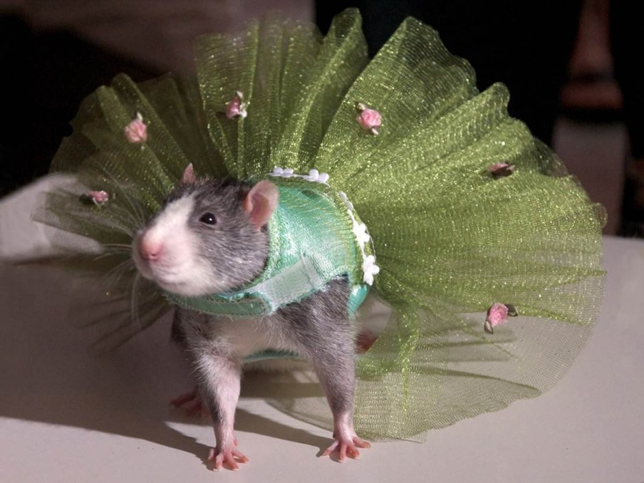 Крыса нарядная