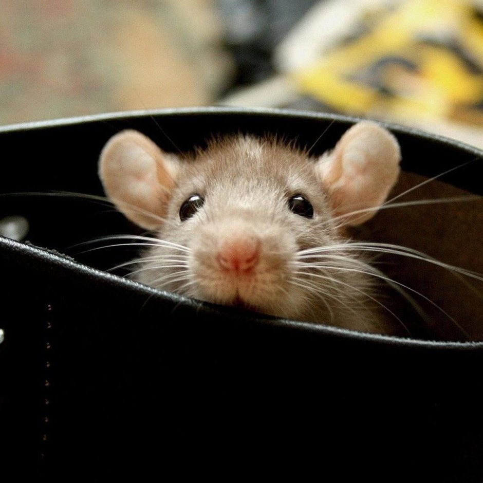 Смешные мышки