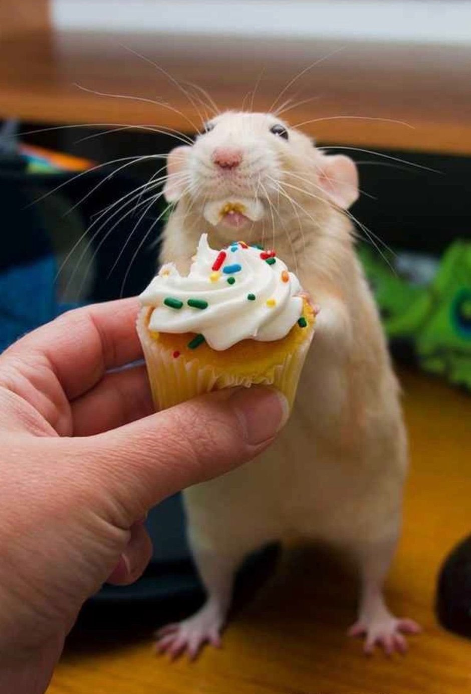 Милая крыса