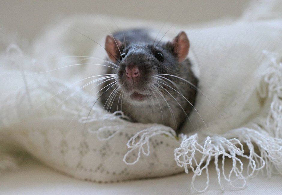 Эллен Ван Дилен