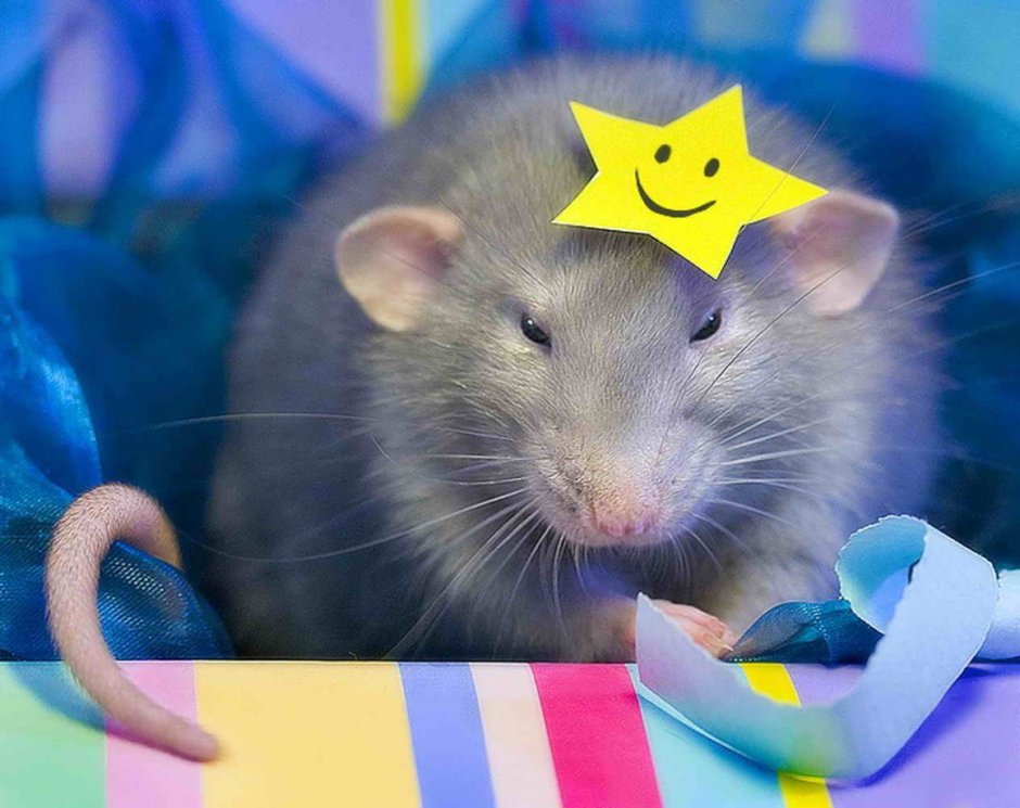 Смешные крысы