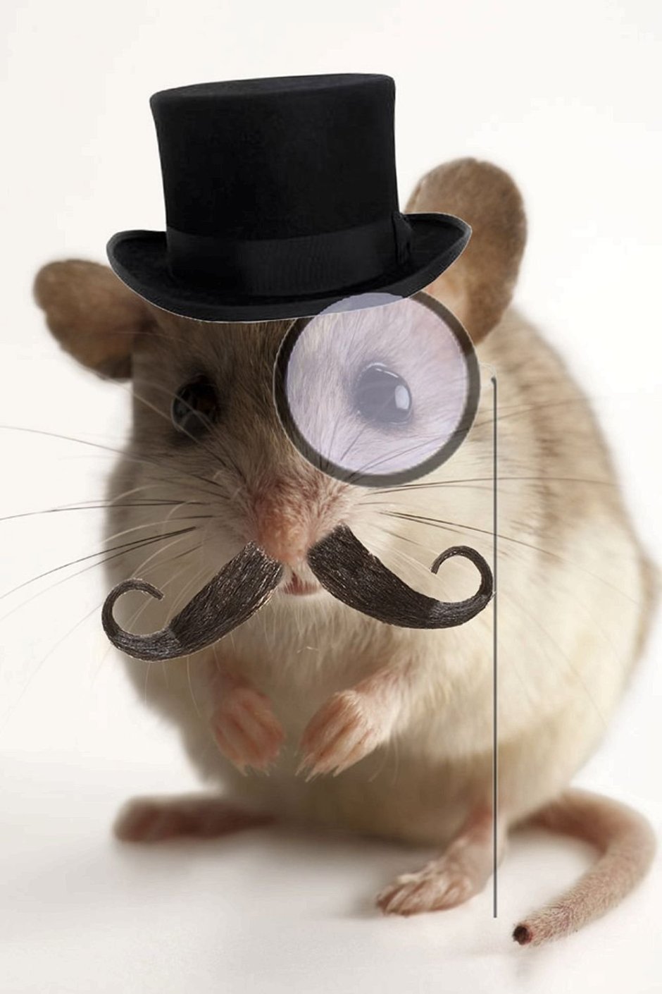 Смешные мышки