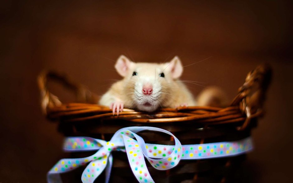 Милые крыски