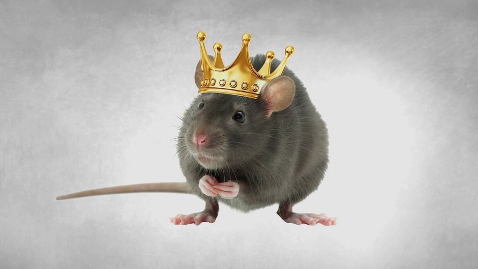 Крыса с короной