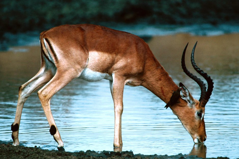 Aepyceros melampus