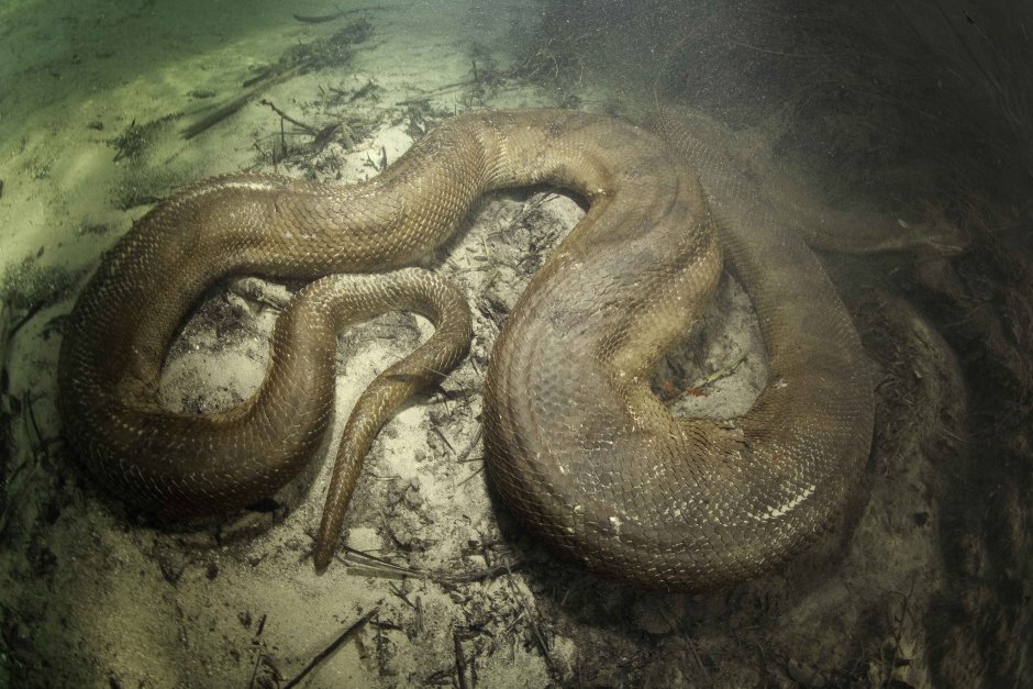 Анаконда eunectes beniensis