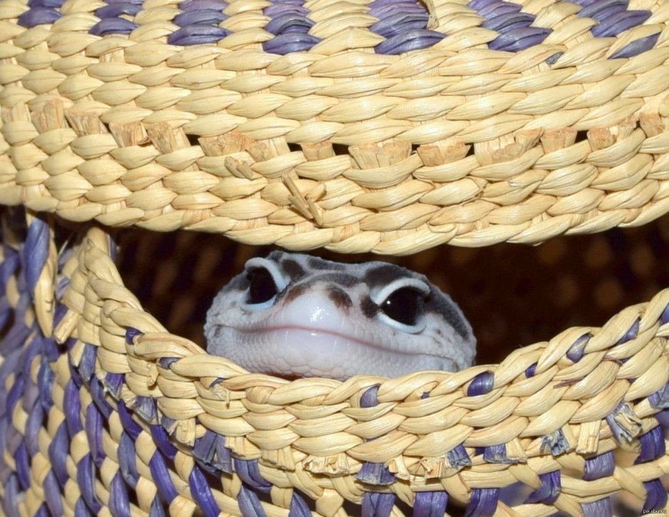 Милая змея