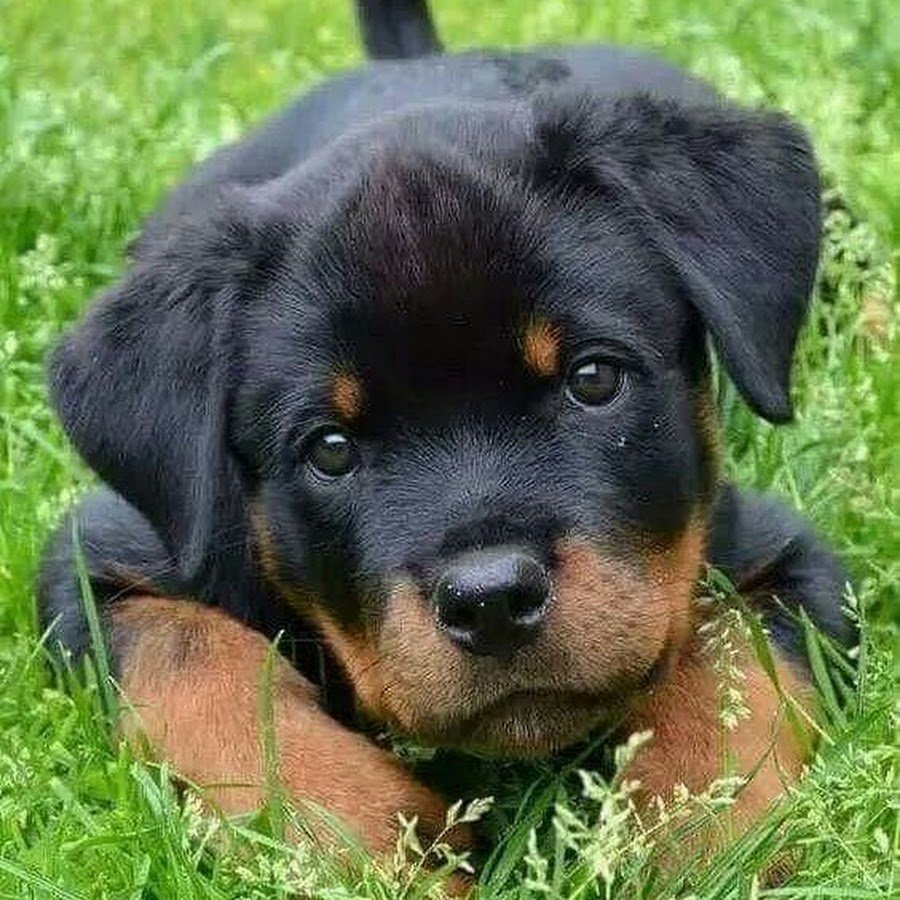 Золотистый ротвейлер щенки