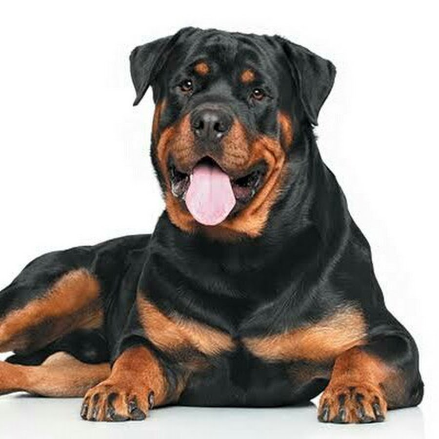 Золотистый ротвейлер