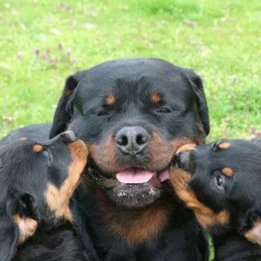 Королевский ротвейлер