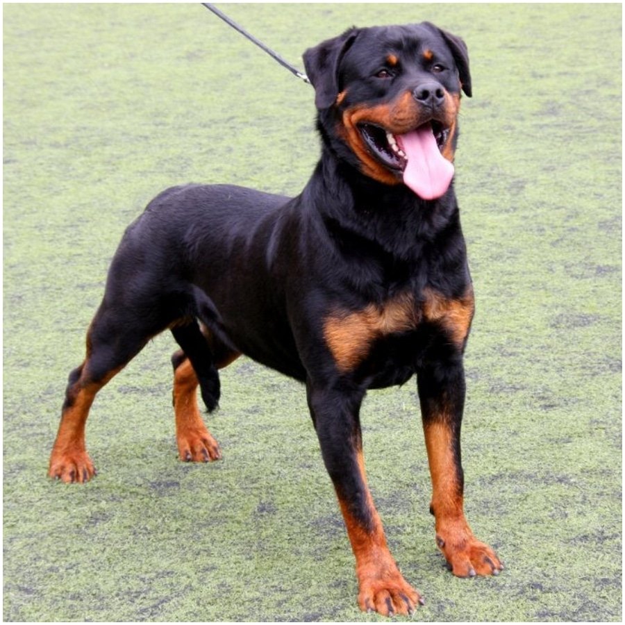 Щенок ротвейлера шоу класса
