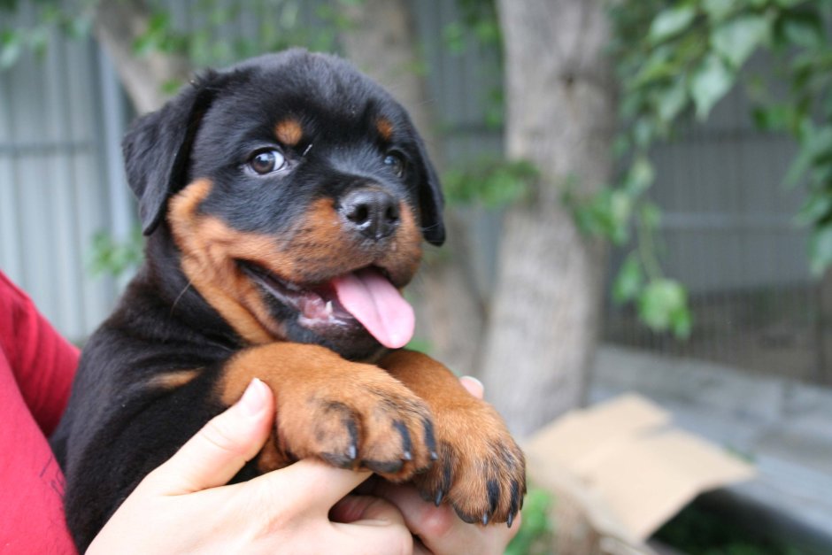 Ротвейлер Эмили