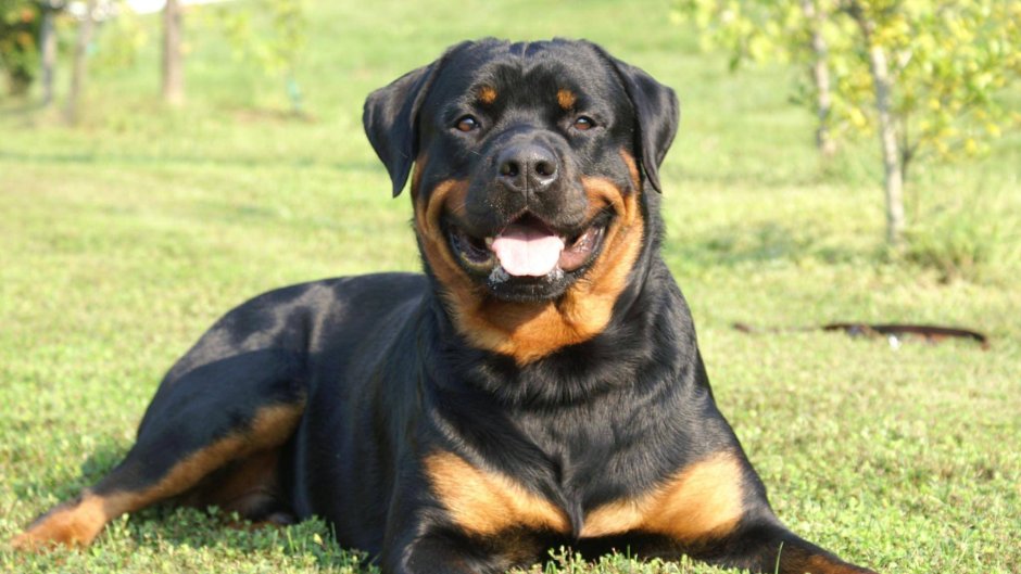 Ротвейлер Бьюдель