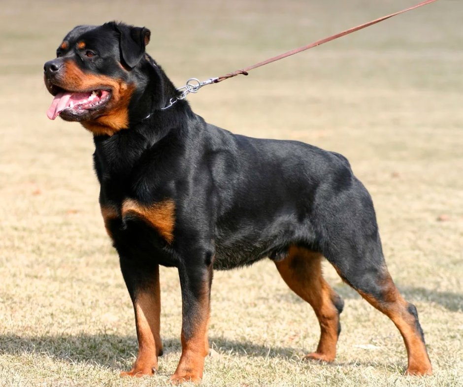 Ротвейлер и Доберман