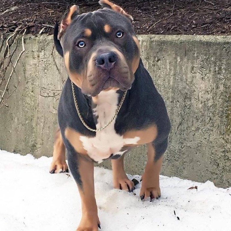 Щенок ротвейлера помесь